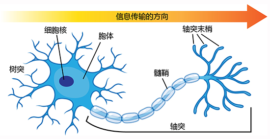 神经传输系统